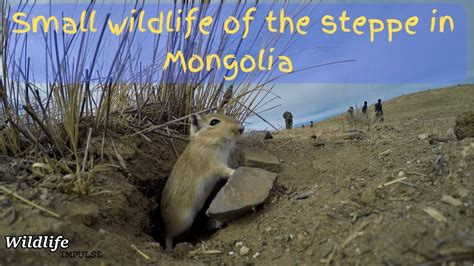 hentai manga mongolia|mongolian gerbil » nhentai .